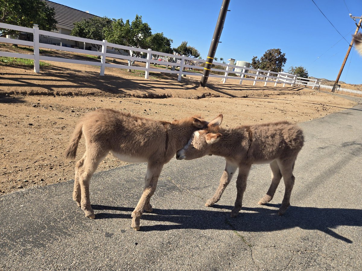 HobbesCarlota's tweet photo. Happy story- Joy & Curious George are 2 adorable 1 month old floofy free-range baby #donkeys.
Sadly, Curious George lost his mom but he now has a doting adopted mama.
Joy's mama, Almond had mastitis & struggled to nurse. These cuties are besties & survivors! #babydonkey https://t.co/aPhCXYoWyq