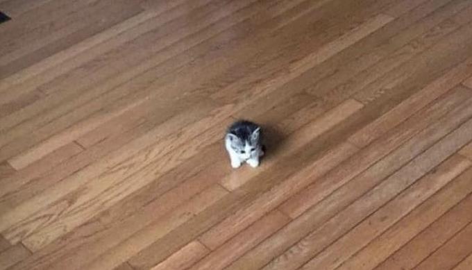 ContractPitfall's tweet image. 