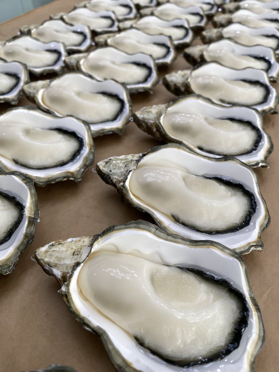 高い次元でクオリティーを維持しながら全て手作業で量産される牡蠣🦪✨

まだまだ認知度低めなこの牡蠣キーホルダーの存在をもっともっと多くの方に知ってほしい！！

全ての牡蠣好きさんにお届けしたいレナインの牡蠣キーホルダーはオンラインショップにて受注受付中！🦪✨