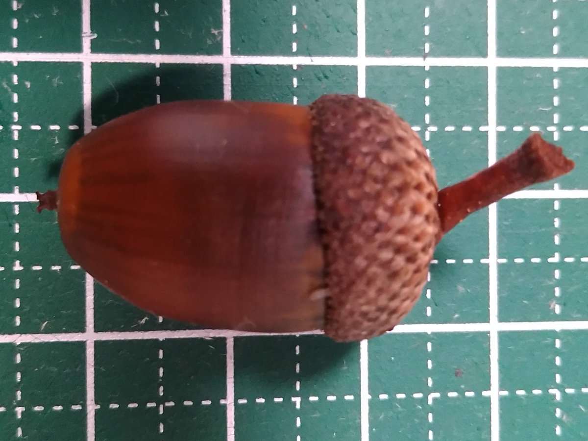 yujikak's tweet photo. ようやく見つけて植えたコナラのどんぐり
コナラにしては大きくてGoogle先生によるとアカガシワとかアベマキとか。。。 https://t.co/MZWxM13OO6