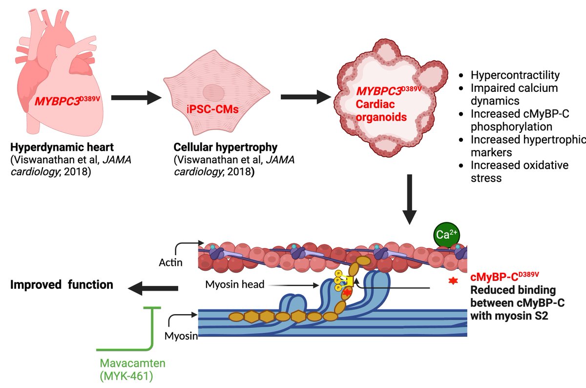 IonOptix tweet media