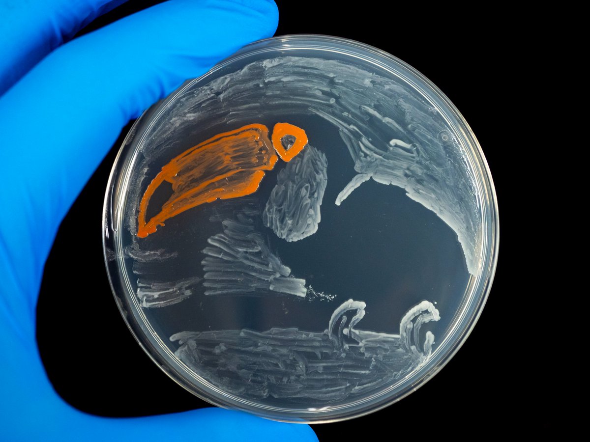 微生物アートのご紹介     
「#オニオオハシ」（修士2年生の犬塚さん作）
使用微生物：Staphylococcus属細菌ほか
使用培地：標準寒天培地