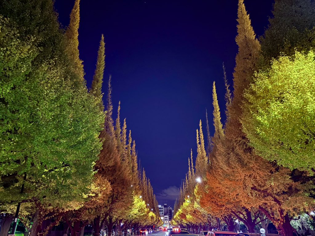 外苑前の銀杏並木…
本当にきれいです！