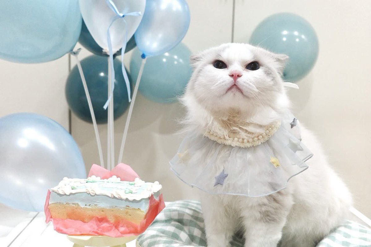 marlowfellow's tweet photo. ♡ Big 4 today! Still running the house like a tiny babyyy🫶🏼 🎂
#marlow☁️

.

#catlover #ragdoll #ragdollthailand #ragdollcat #ragdolllovers #ragdollofinstagram #ragdollworld #ragdollkitten #catsofworld #catloversclub #catsofinstagram #にゃんグラム #cat_features #catdaily #猫 https://t.co/Z4tbmAGhSI