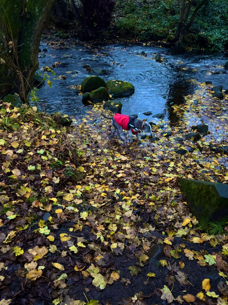 marley79018's tweet image. Reminding myself this week that healing from illness is a journey not a race. 🙏✨

 &quot;I firmly believe that nature brings solace in all troubles” Anne Frank ❤️

#Mindfulness #MotherNature #TreeClub