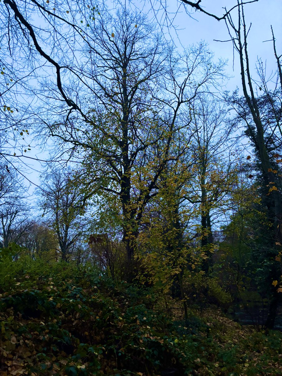 marley79018's tweet image. Reminding myself this week that healing from illness is a journey not a race. 🙏✨

 &quot;I firmly believe that nature brings solace in all troubles” Anne Frank ❤️

#Mindfulness #MotherNature #TreeClub