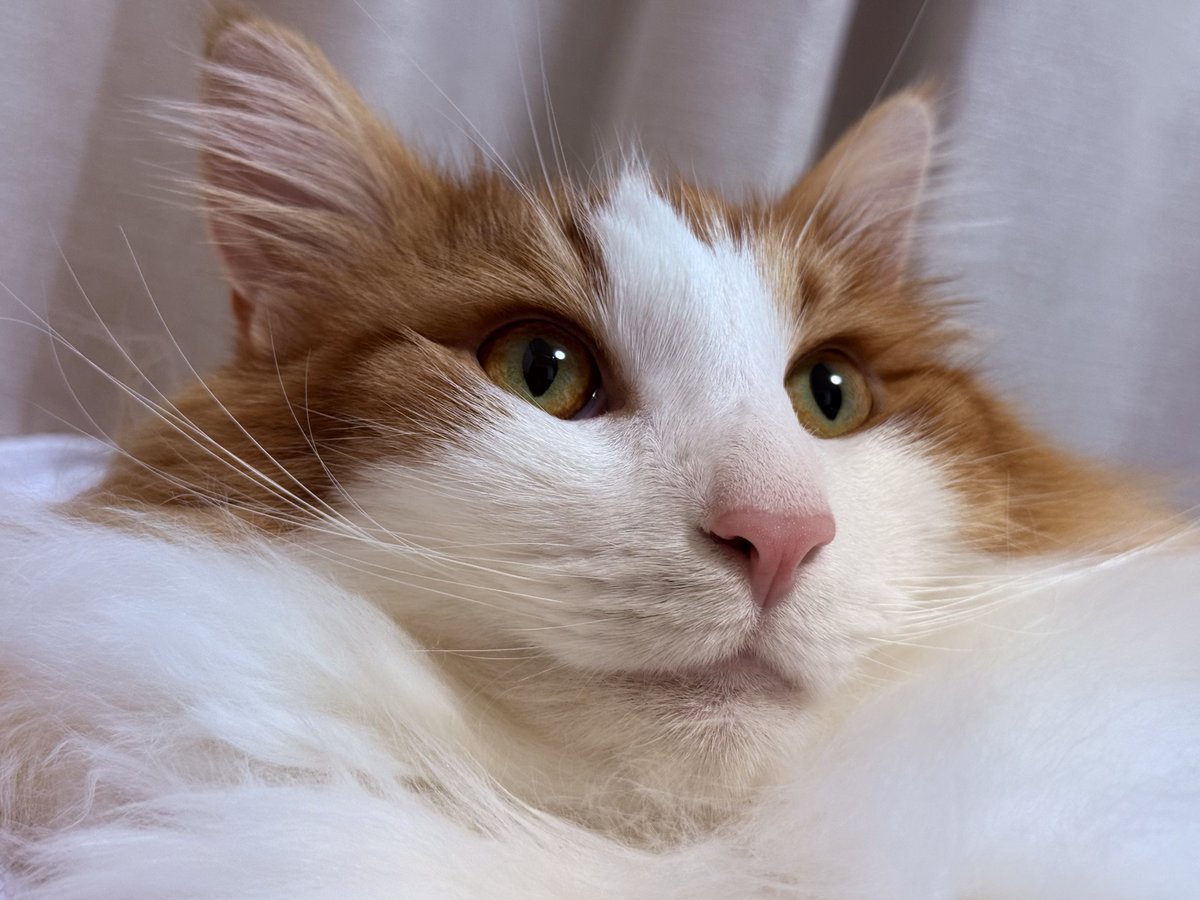 【ねこ】 Post by あくせ on X: CAT