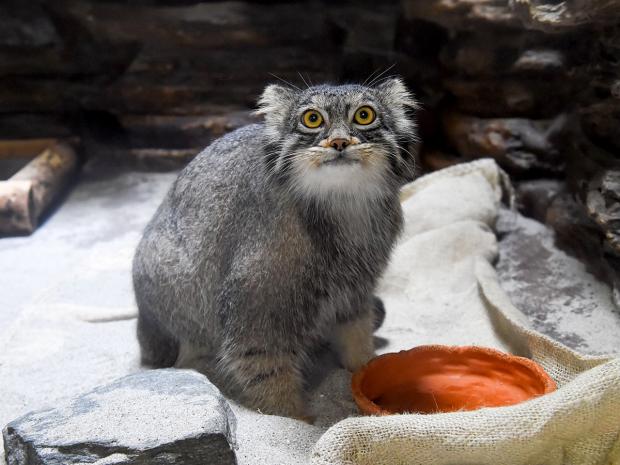 livedoornews's tweet image. 【もふもふ】横浜・野毛山動物園にマヌルネコが仲間入り！ 神奈川県内で唯一の飼育
news.livedoor.com/article/detail…

マヌルネコの「フィーガ」は、上野動物園からやって来た。夜に職員がいなくなると、盛んに動き回っているという。野毛山動物園の担当者は「毛並みがもふもふとしていてかわいい」と話した。