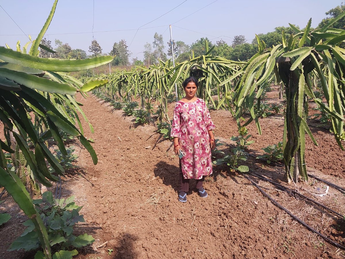 NavsariNrlm's tweet image. ડ્રેગન ફ્રૂટ - &quot;સ્વાસ્થ્યનો ખજાનો, આપણું કમલમ!&quot;

&quot;આત્મનિર્ભરતાની રાહ, કમલમની ખેતી અને સખી મંડળનો સાથ!&quot;
🌿નવસારી જિલ્લાના ગણદેવી તાલુકાના માણેકપોર ગામના ભાવનાબેન હરિ ઓમ સખી મંડળ જોડાયા પછી લોન લઈ ડ્રેગન ફ્રૂટ ની ખેતી કરી અને આજે સારી એવી આવક મેળવી રહી છે.