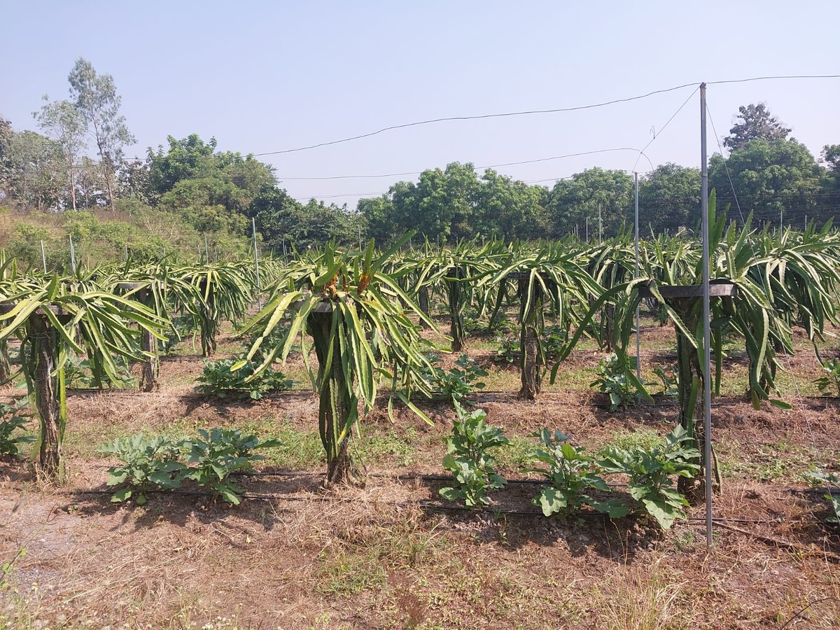 NavsariNrlm's tweet image. ડ્રેગન ફ્રૂટ - &quot;સ્વાસ્થ્યનો ખજાનો, આપણું કમલમ!&quot;

&quot;આત્મનિર્ભરતાની રાહ, કમલમની ખેતી અને સખી મંડળનો સાથ!&quot;
🌿નવસારી જિલ્લાના ગણદેવી તાલુકાના માણેકપોર ગામના ભાવનાબેન હરિ ઓમ સખી મંડળ જોડાયા પછી લોન લઈ ડ્રેગન ફ્રૂટ ની ખેતી કરી અને આજે સારી એવી આવક મેળવી રહી છે.