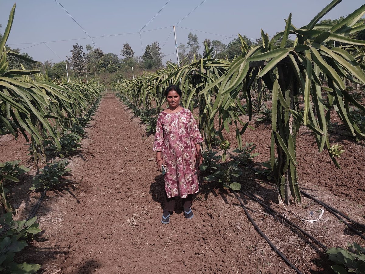 NavsariNrlm's tweet image. ડ્રેગન ફ્રૂટ - &quot;સ્વાસ્થ્યનો ખજાનો, આપણું કમલમ!&quot;

&quot;આત્મનિર્ભરતાની રાહ, કમલમની ખેતી અને સખી મંડળનો સાથ!&quot;
🌿નવસારી જિલ્લાના ગણદેવી તાલુકાના માણેકપોર ગામના ભાવનાબેન હરિ ઓમ સખી મંડળ જોડાયા પછી લોન લઈ ડ્રેગન ફ્રૂટ ની ખેતી કરી અને આજે સારી એવી આવક મેળવી રહી છે.