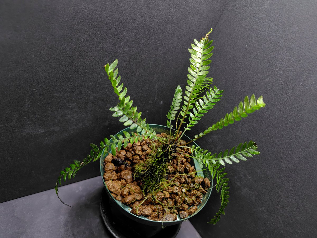 み*か様 ブレクナム obtusatum var. francii TypeB Blechnum obtusatum