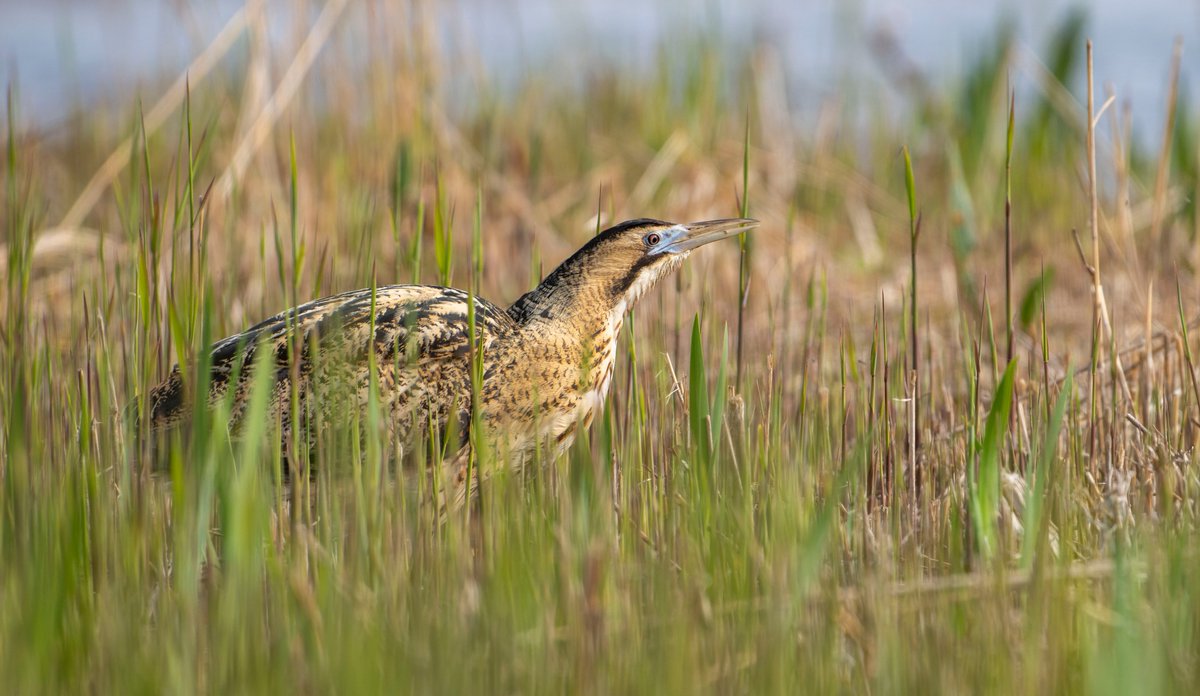 Les Cater Wildlife photographer tweet media