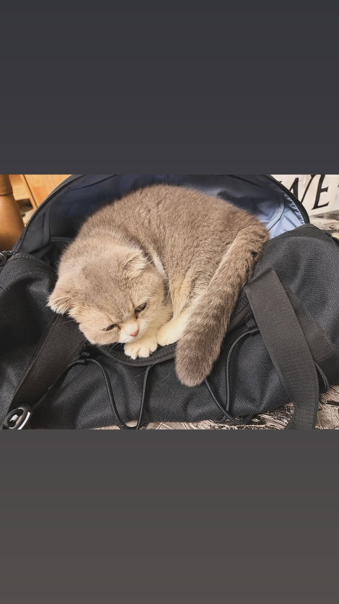 うな様 BALENCIAGA】6xl Sneaker スニーカー メッシュ (BALENCIAGA/スニーカー