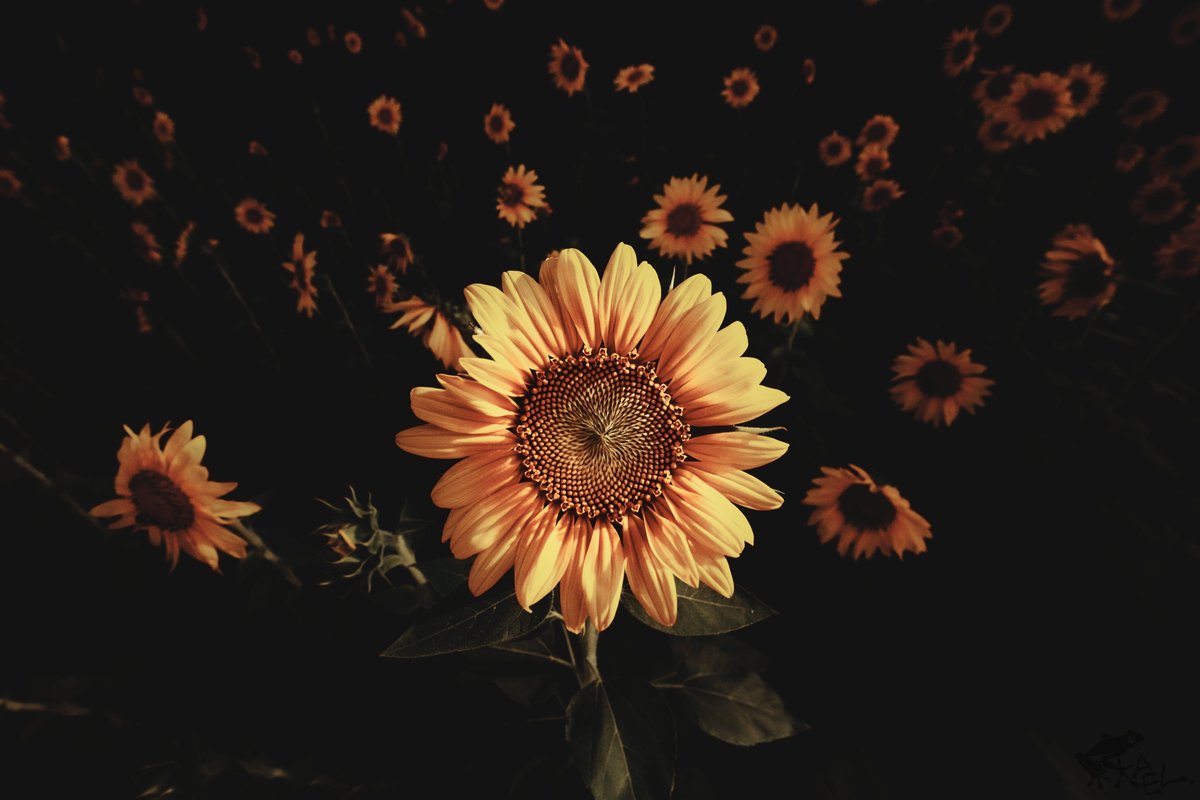 cx5_with_frogs's tweet image. 1枚目から10、16、16、24。

広く撮るのが必ず間違いだとも思わないけど、被写体に寄った方が広角らしさは出ると思う。