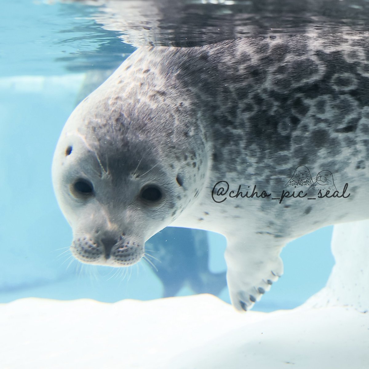 chiho_pic_seal's tweet image. ワモンアザラシのミゾレくん♡
🦭Ringed seal / Mizore
📆2022年撮影
📍海遊館 Osaka Aquarium Kaiyukan