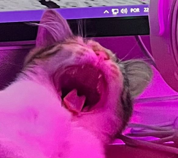 rafranjuda (@rxf_ac) on Twitter photo 