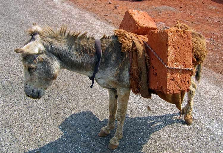 Learning without wisdom is a load of books on a donkey's back. 
(Zora Neale Hurston)
#ToPonder
