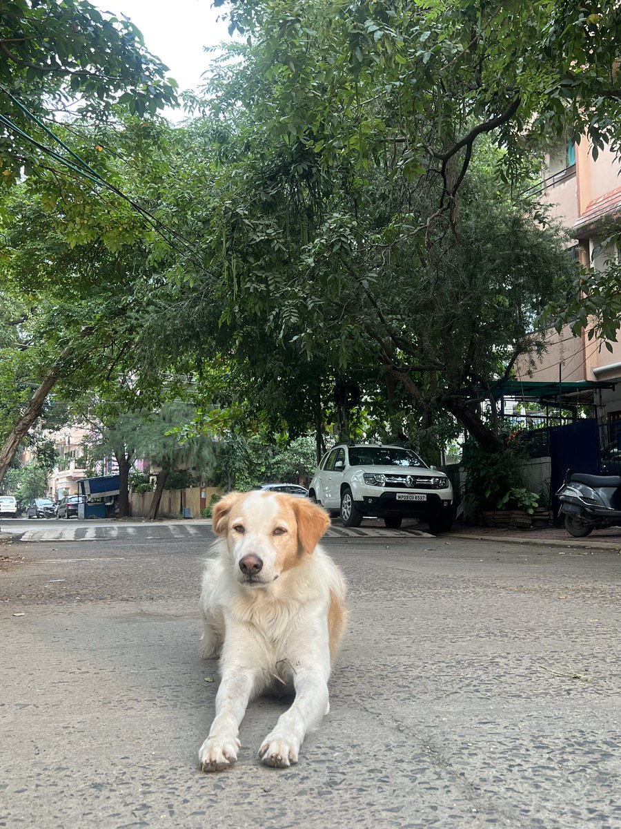 dogitization's tweet image. @narendramodi ji 
अगर आप देश के नागरिकों को Dog Bite से मुक्ति दिलाना चाहते है तो कृपया नागरिकों के मन में काल भैरव भगवान के प्रति आस्था जला दीजिए!
जय काल भैरव!🙏
#Dogitization