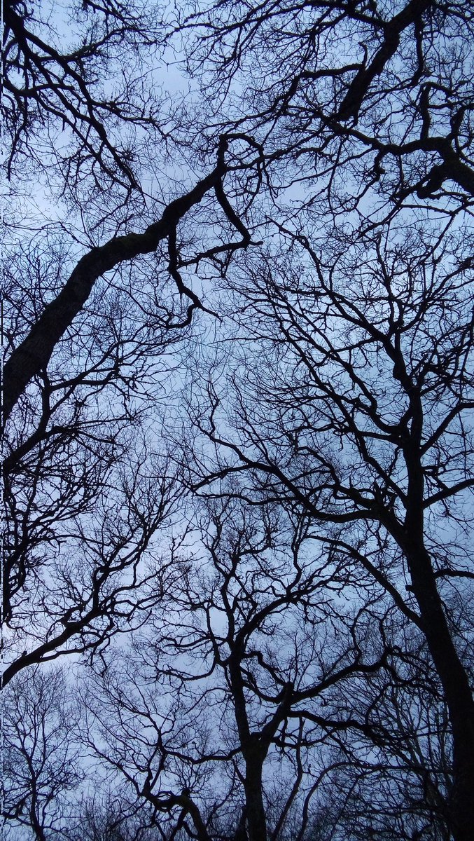 wounds0fthemind's tweet image. November sky #naturephotography #treeclub