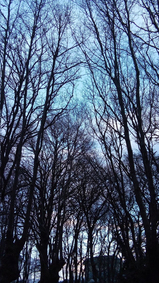 wounds0fthemind's tweet image. November sky #naturephotography #treeclub