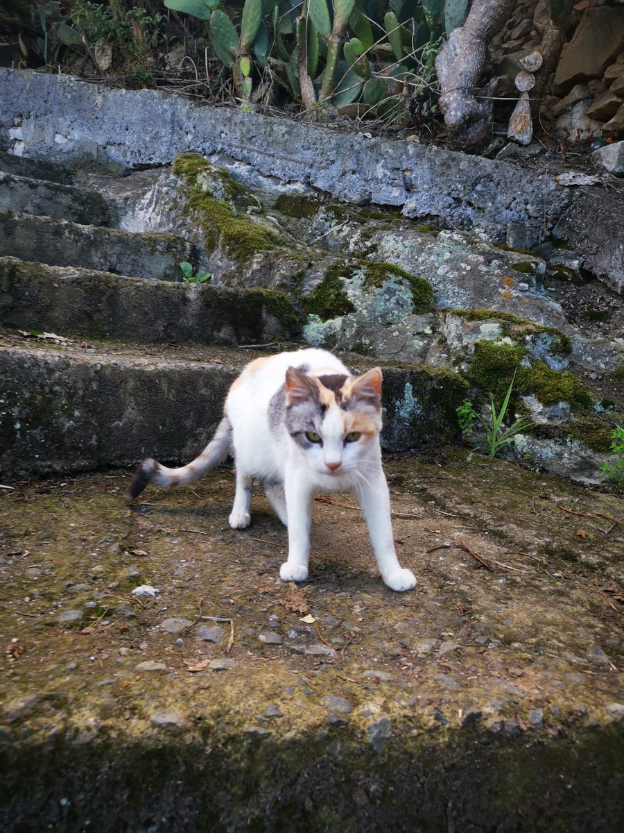 aroapeerez_'s tweet image. 🍂🍁🐈