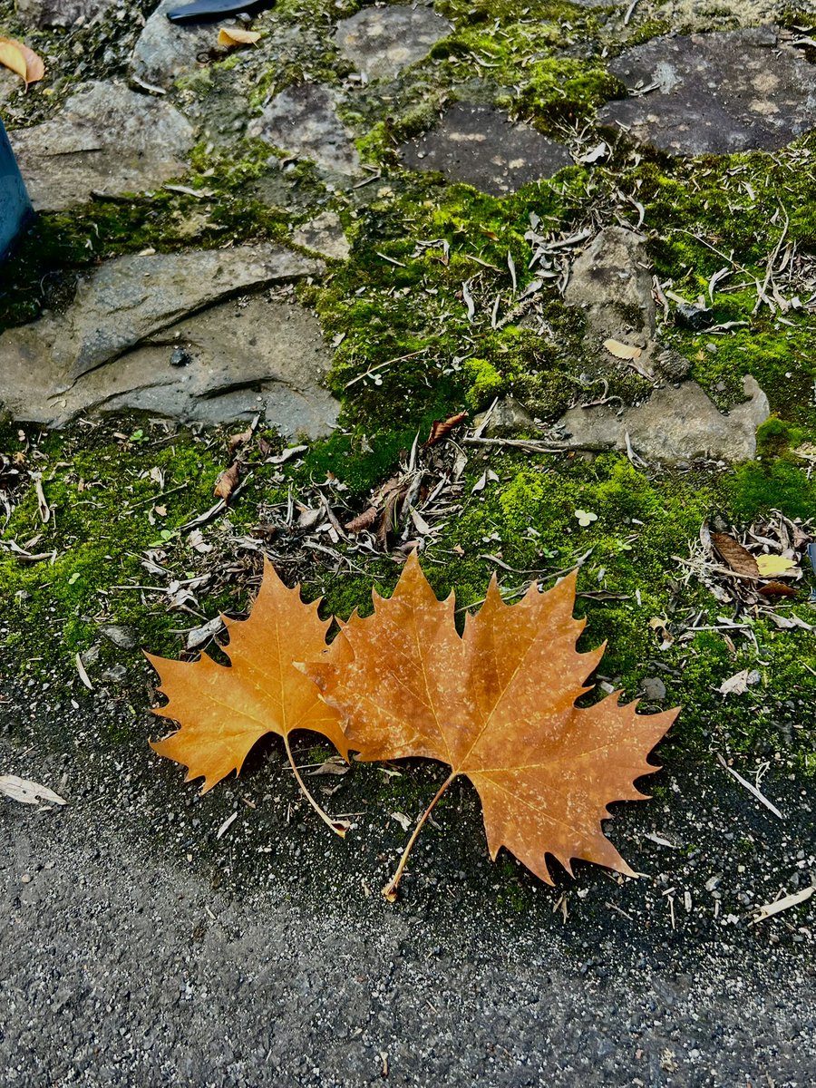 aroapeerez_'s tweet image. 🍂🍁🐈