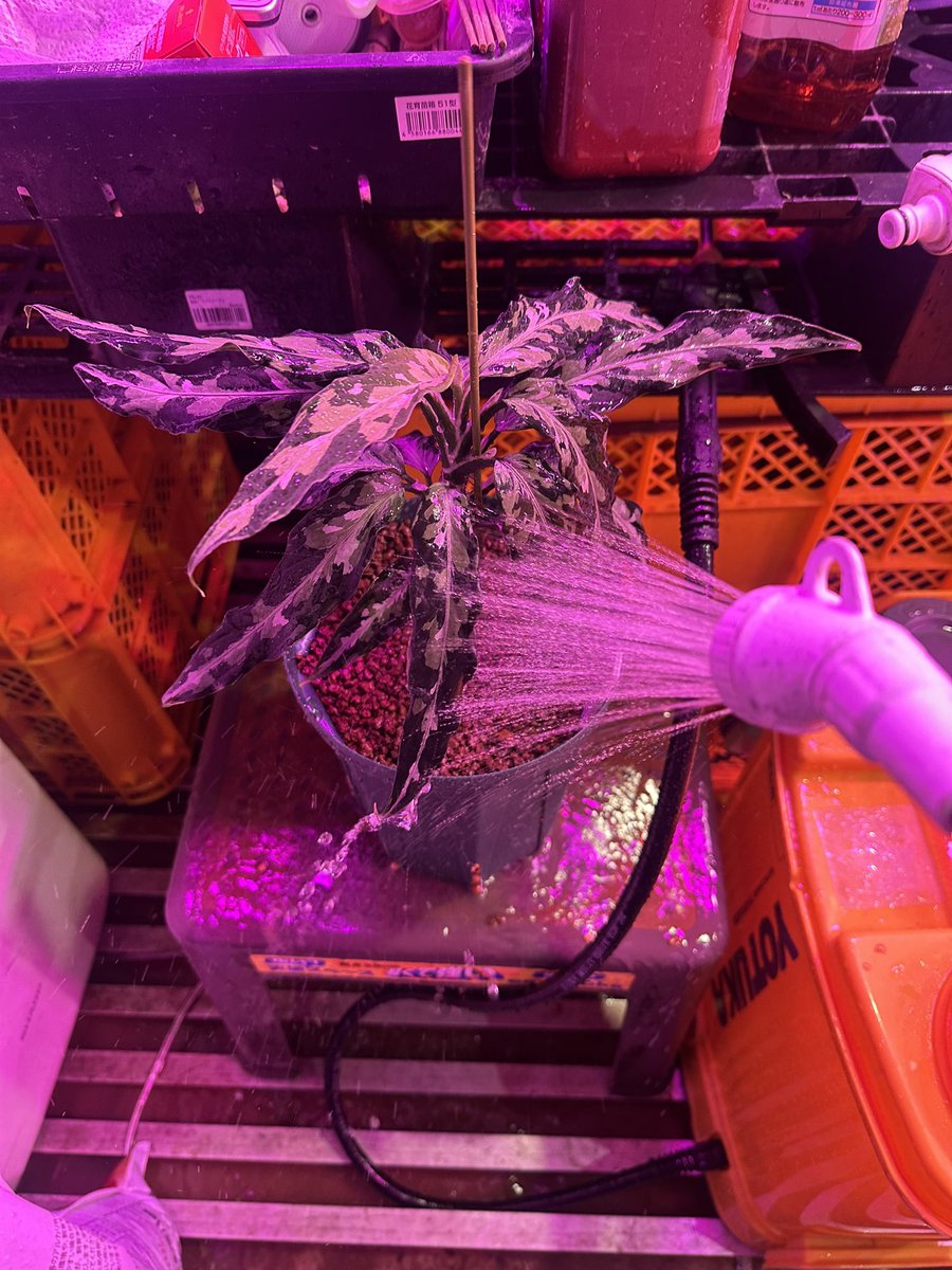 Jewel Plants Gifu (@Jewel_Plants) / Posts and Replies / X