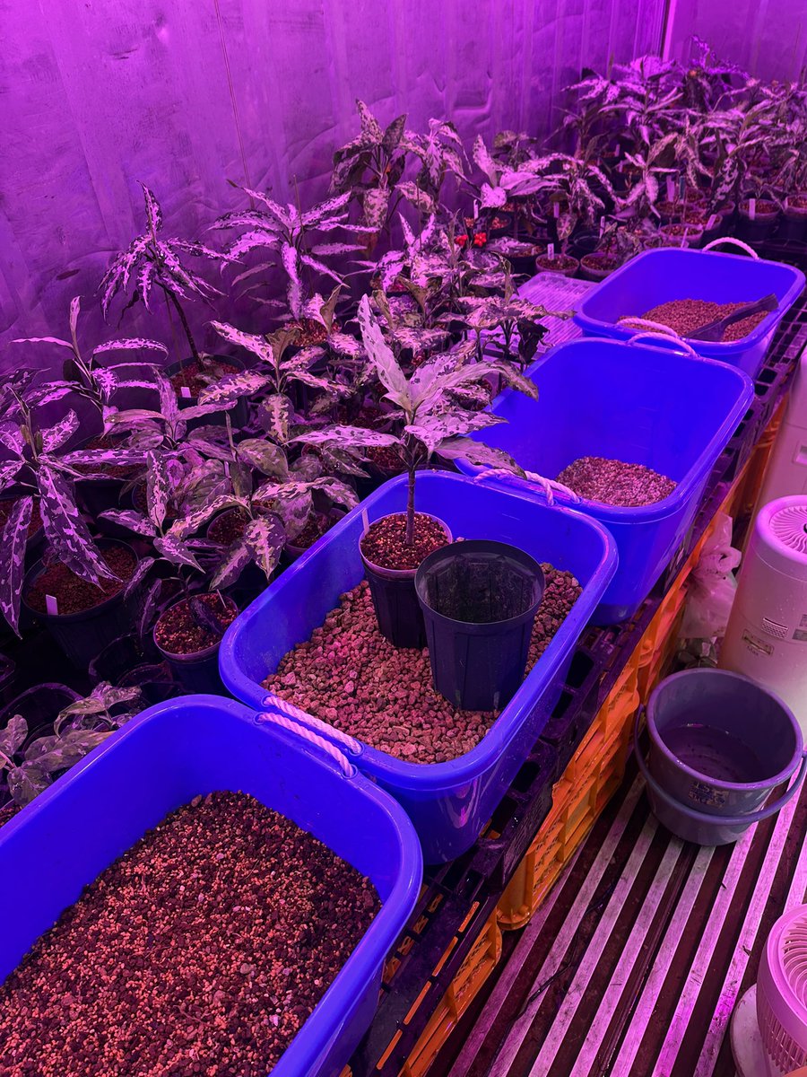 Jewel Plants Gifu (@Jewel_Plants) / Posts and Replies / X