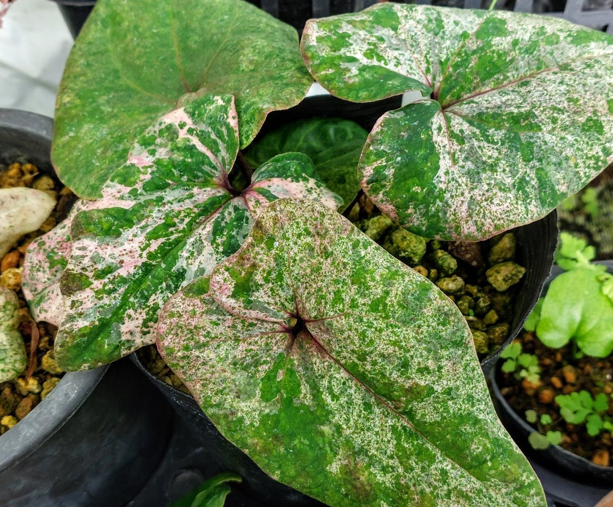 タイリンカンアオイ 楽天市場】亀甲素心タイリンカンアオイ 9cmポット