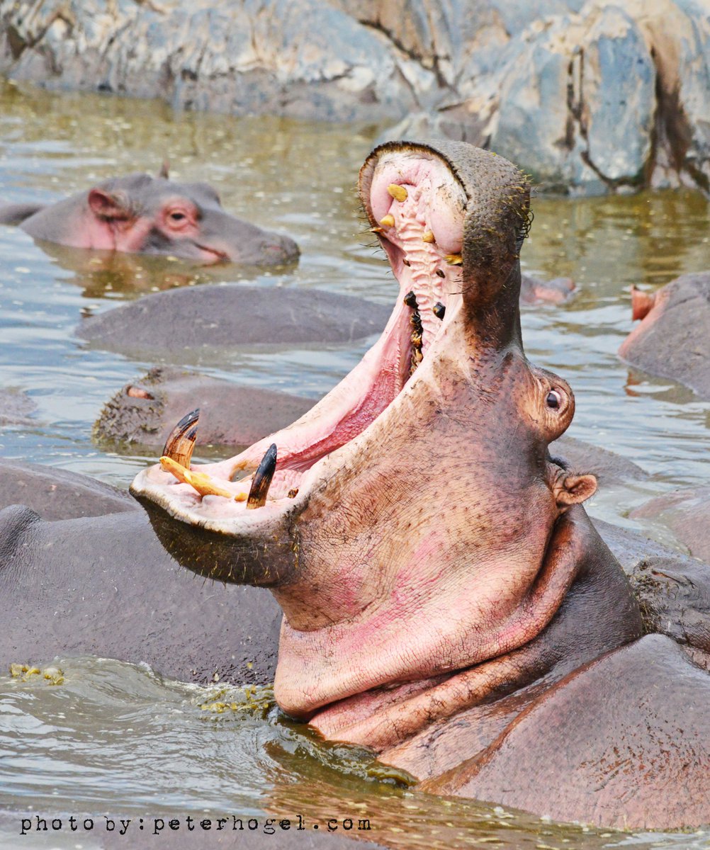 From playful elephants to powerful lions and water loving hippos every day on safari is a front row seat to Africa’s wildest moments.
With Great Lakes Safaris, these scenes aren’t just photos they are your reality.
Ready to plan your own adventure?