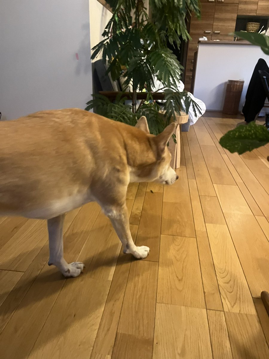 写真を撮ろうとしたら逃げたｲﾇ
#雑種犬