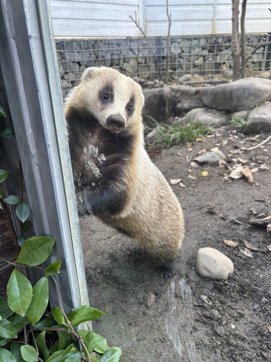 ももはま🍵 (@momohama333) / Posts and Replies / X