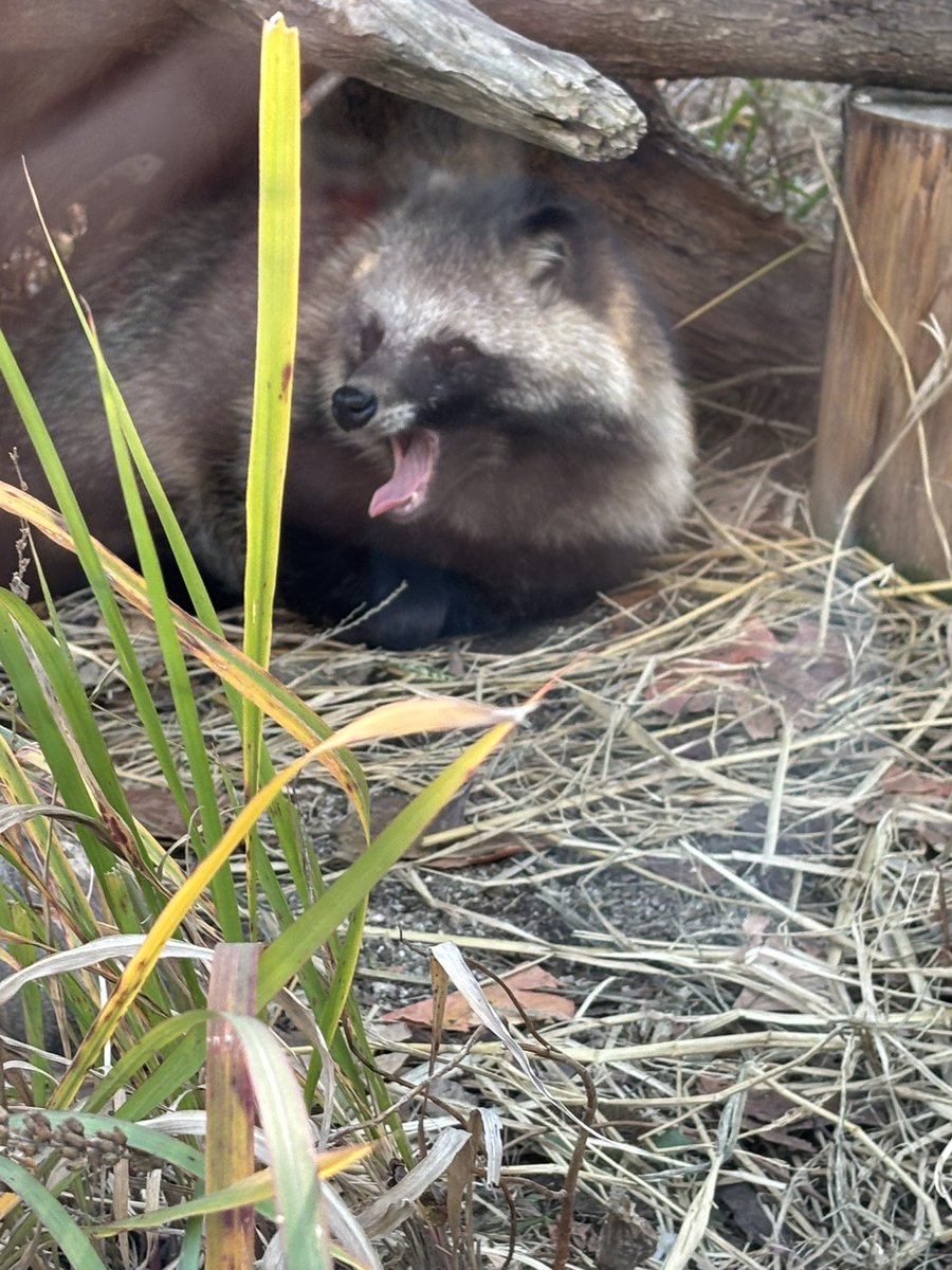 ももはま🍵 (@momohama333) / Posts and Replies / X