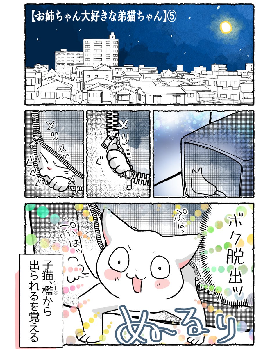 くらら🐾🐾 (@b_clala) / Posts / X