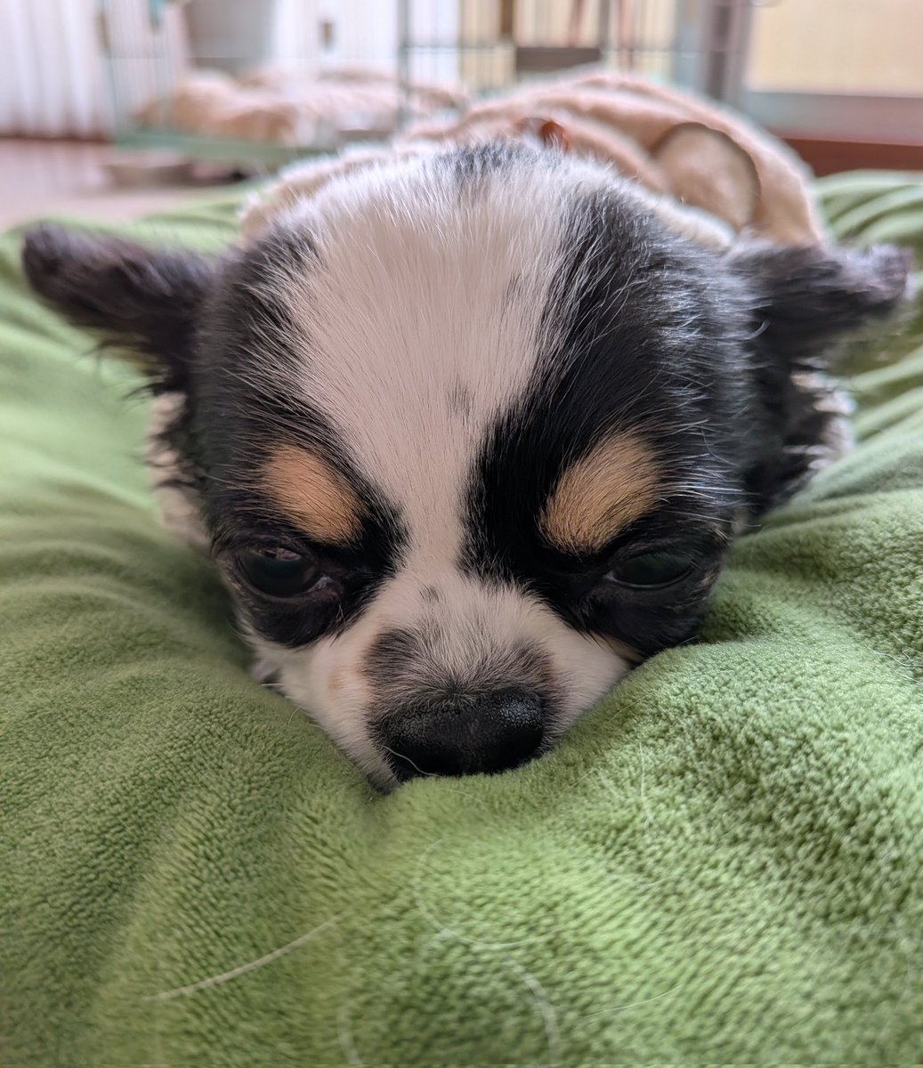 犬用 (@Y6w1erIZKKgi9fE) / Posts / X