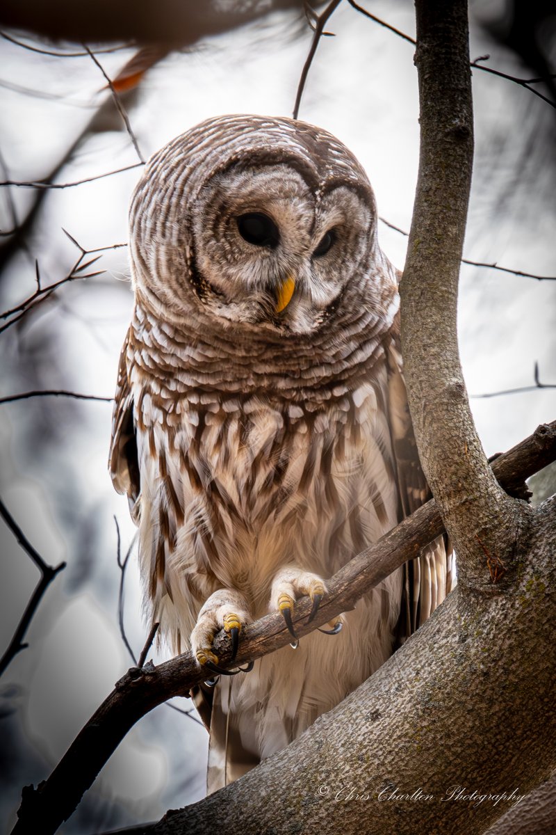 CSDCPhoto's tweet image. Barred Owl hunting, keeping a very close eye on the forest floor with dedicated focus (mostly ignoring the creature with the camera).
🦉🎨
🗺 - Medina County Ohio
📷 - Canon EOS R5 MK II | Canon 200-800
🦉
#WildlifePhotography #NaturePhotography #BirdPhotography #BarredOwl…