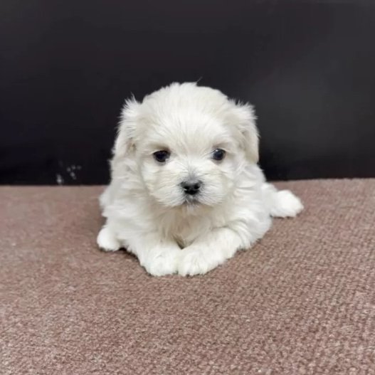 こんにちは！Animallineです🐾本日はマルペキちゃんのご紹介！小さくて可愛い女の子♡とっても綺麗なクリームカラーです♪ちょこんと座っている姿がなんとも言えずキュートですね♡11月27日よりお迎え可能です♪ぜひご検討を！🐶 

animalline.jp/breeder/pet/de…
#Animalline #犬のいる暮らし #マルペキ