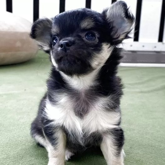 こんにちは！Animallineです🐾本日はチワワちゃんのご紹介！まだまだ小さくて、ウルウルな瞳がキュートな女の子♡好奇心旺盛で元気いっぱい！！今後の成長が楽しみです♪オンライン見学も受付中ですので、ぜひぜひご検討ください！🐶

animalline.jp/breeder/pet/de…
#Animalline #犬のいる暮らし #チワワ