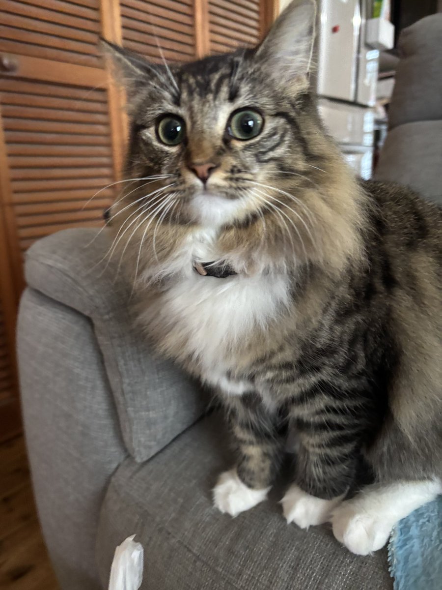 めっちゃ久しぶりの投稿
3月末にお迎えしたノルウェージャンフォレストキャット 雷ちゃん 大きくなりました〜
 #ノルウェージャンフォレストキャット