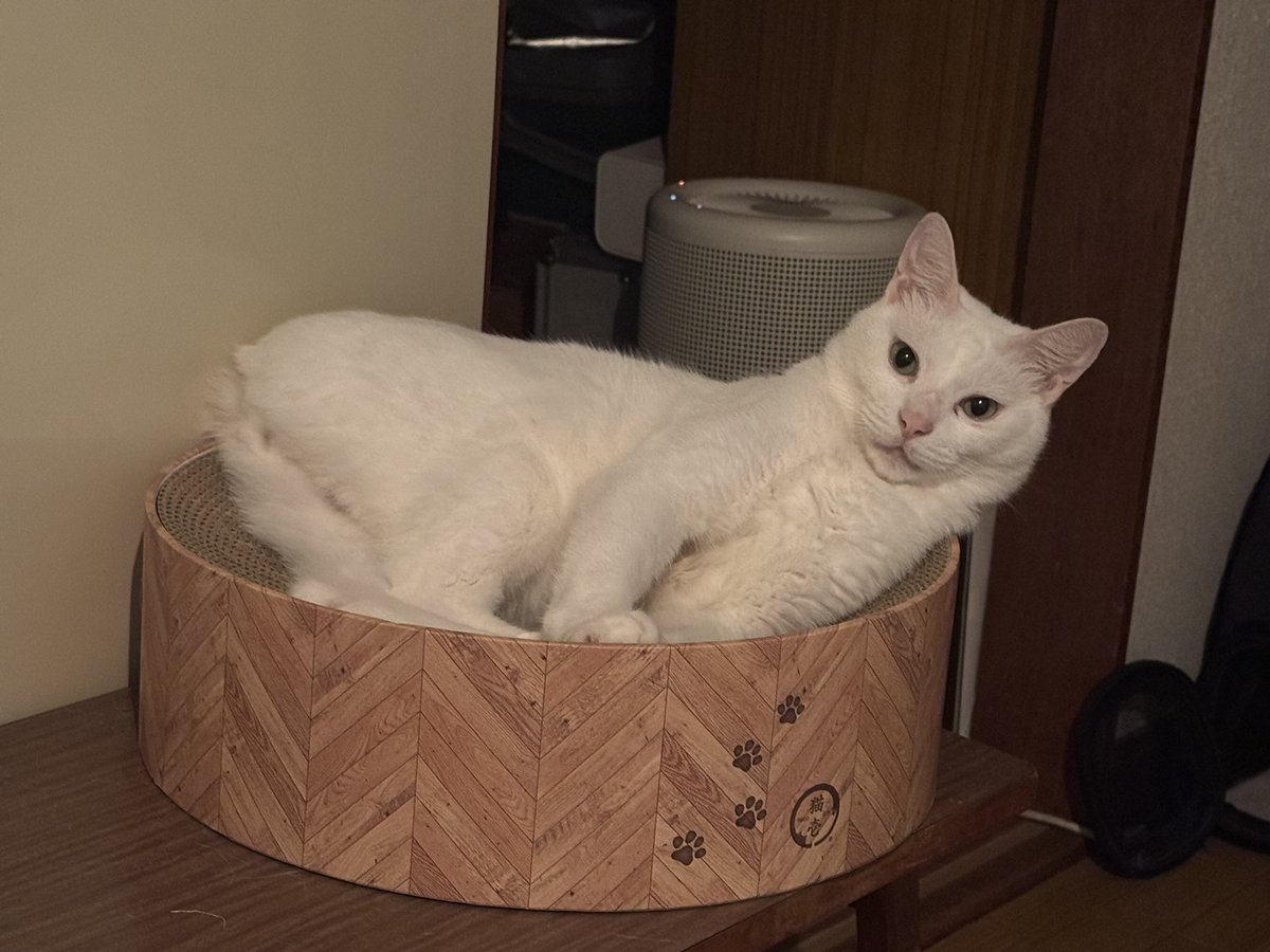 tobitomo's tweet image. ごー四ツ谷