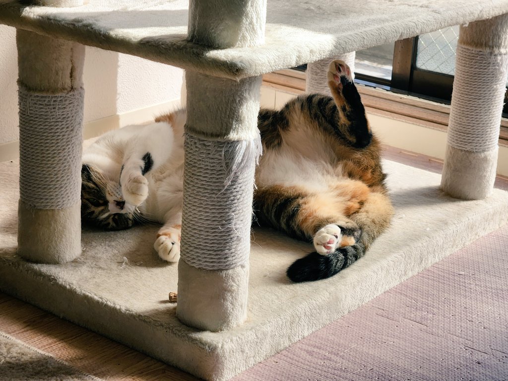 mogu_pero2's tweet image. 女の子なんだから足を閉じなさい  #保護猫  #猫のいる暮らし