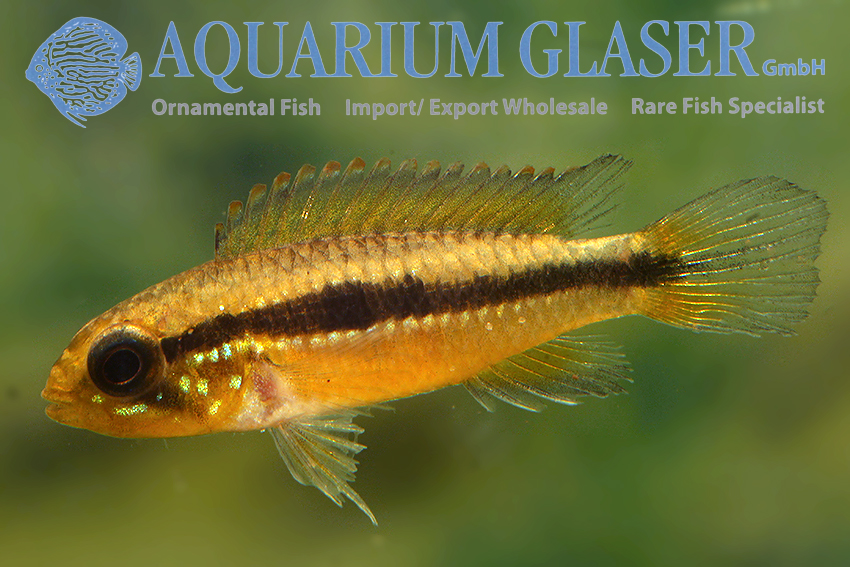 aquariumglaser's tweet photo. #Apistogramma #agassizii #PUTUMAYO
find more details and pics @ https://t.co/kgExUnuDLM https://t.co/5m78yIheGi