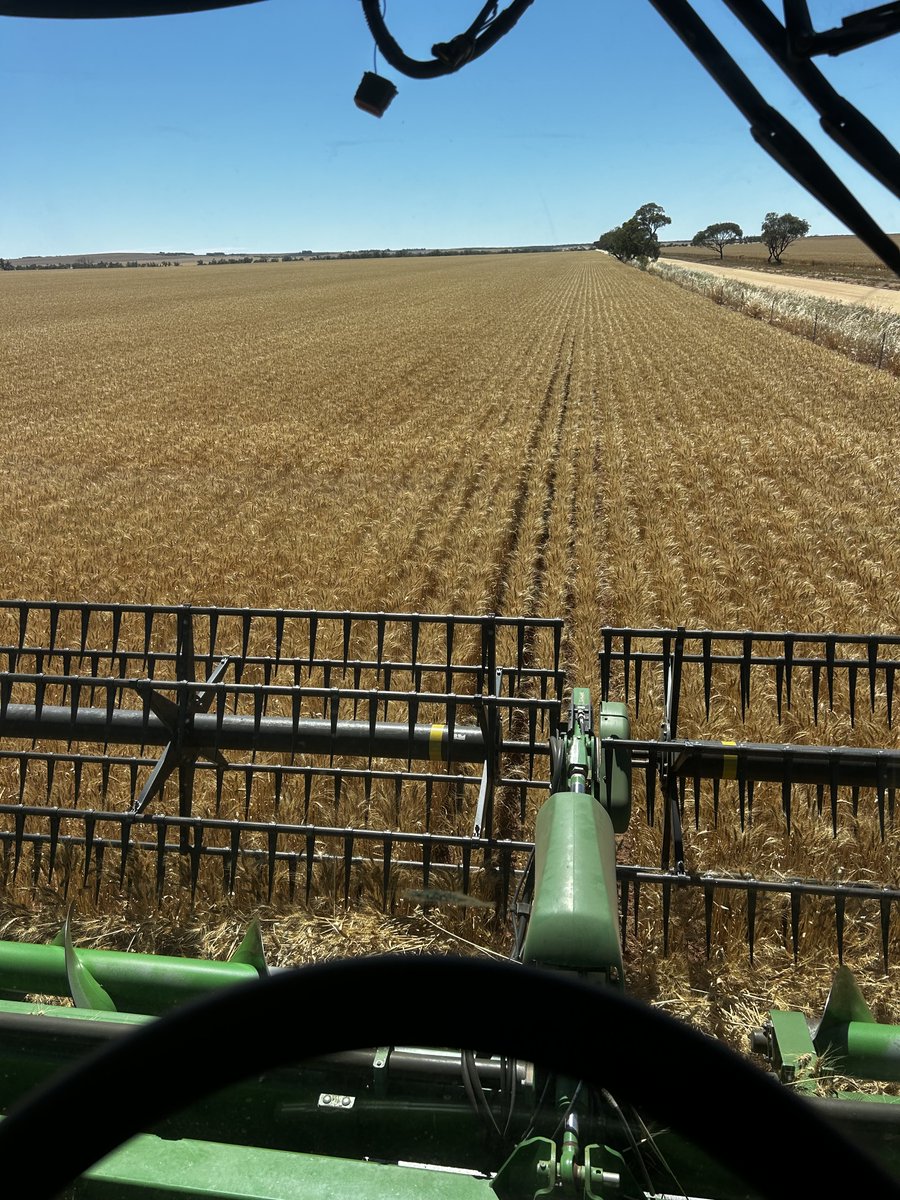 Area Manager Juliet McDonald's N Gauge strip straight from the drivers seat in Yandanooka!
Our NCalc predicted 4.7t/ha paddock yield and 5.2t/ha on the N Gauge. Incredible that the strip is still noticeable in a 5t average crop with good protein and weights 🌾