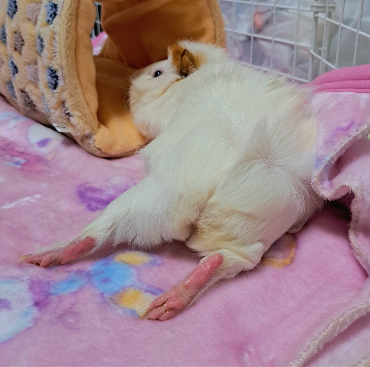ha422319's tweet photo. モル界隈ではなぜ遅刻したのか説明する時にみせると｢しょうがない｣と許してもらえるモルの寝相です https://t.co/XEWrZm4vKt