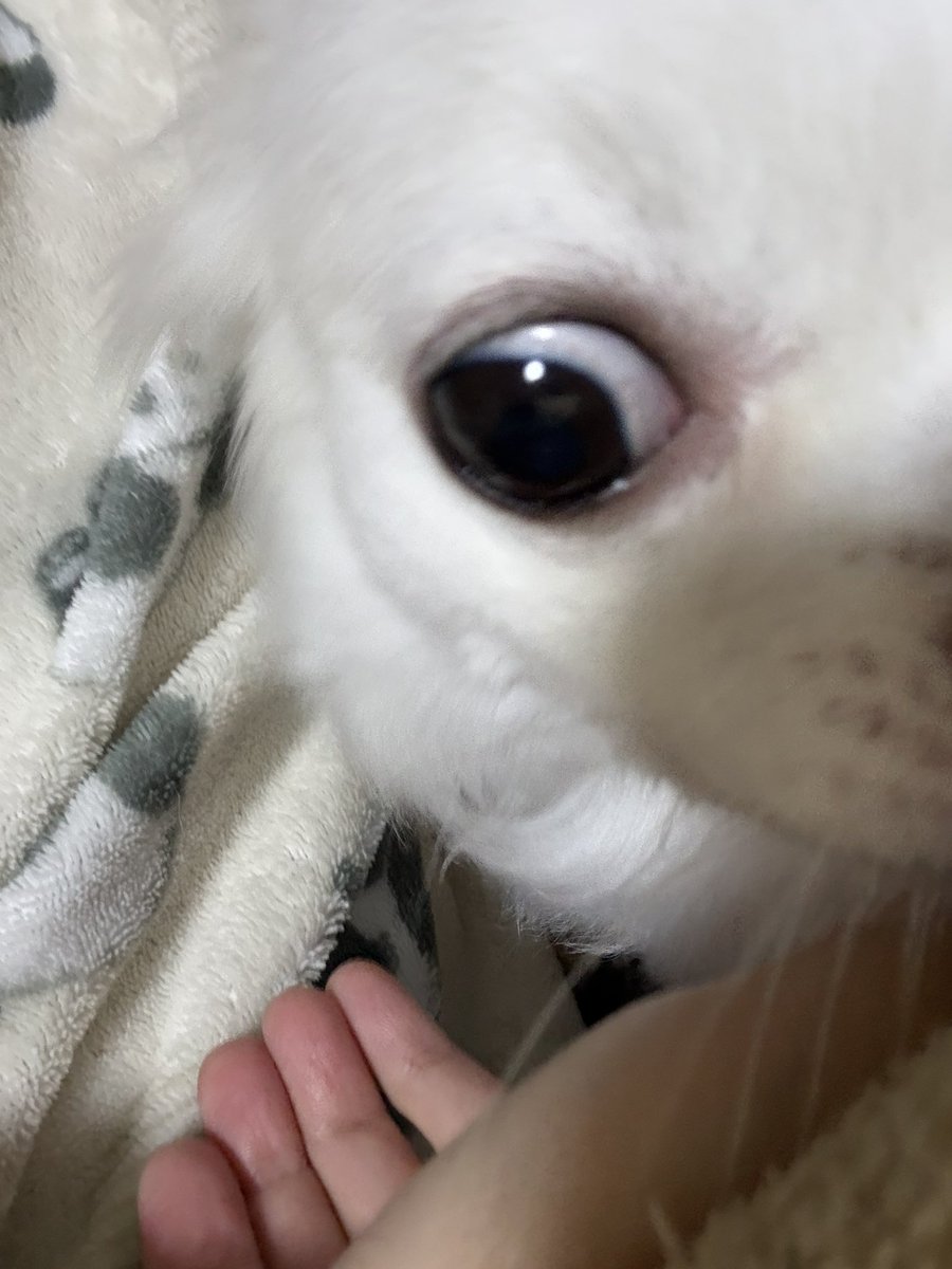 Post by Lanachel.🐬🎤 on X: #チワワ