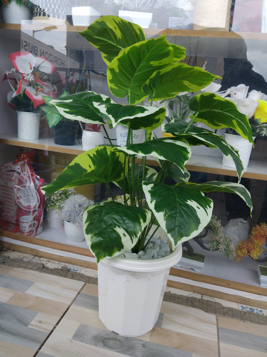 graphical_dan's tweet image. Room flower available🔥🔥
Call or Text 0798375582.
Delivery available countrywide.
Ksh 1500