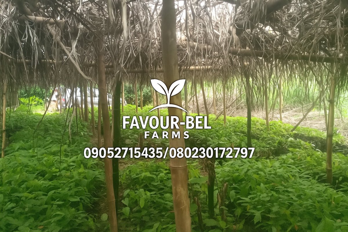 favourbelfarms's tweet image. 🌱 Why Does Cocoa Need Shade?
Many new farmers don’t realize that proper shade is one of the secrets to healthy, high-yield cocoa! 🍃✨
Do you currently use temporary or permanent shade on your cocoa farm? What plants are you using? 
#CocoaFarming #FavourBelFarms #Agriculture