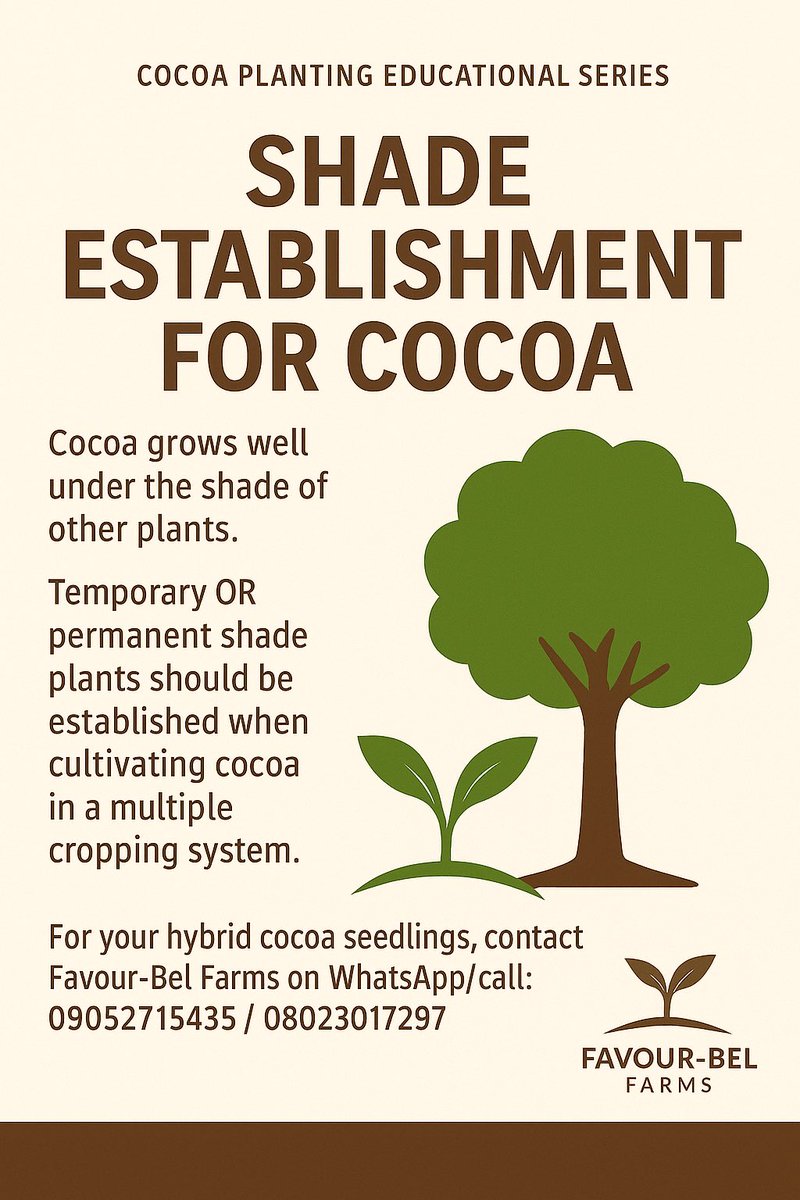 favourbelfarms's tweet image. 🌱 Why Does Cocoa Need Shade?
Many new farmers don’t realize that proper shade is one of the secrets to healthy, high-yield cocoa! 🍃✨
Do you currently use temporary or permanent shade on your cocoa farm? What plants are you using? 
#CocoaFarming #FavourBelFarms #Agriculture