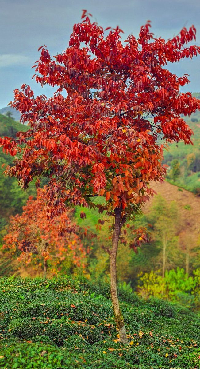 Sonbaharın son tonları karadeniz kızıl ve yeşil 🍁🍂🌲